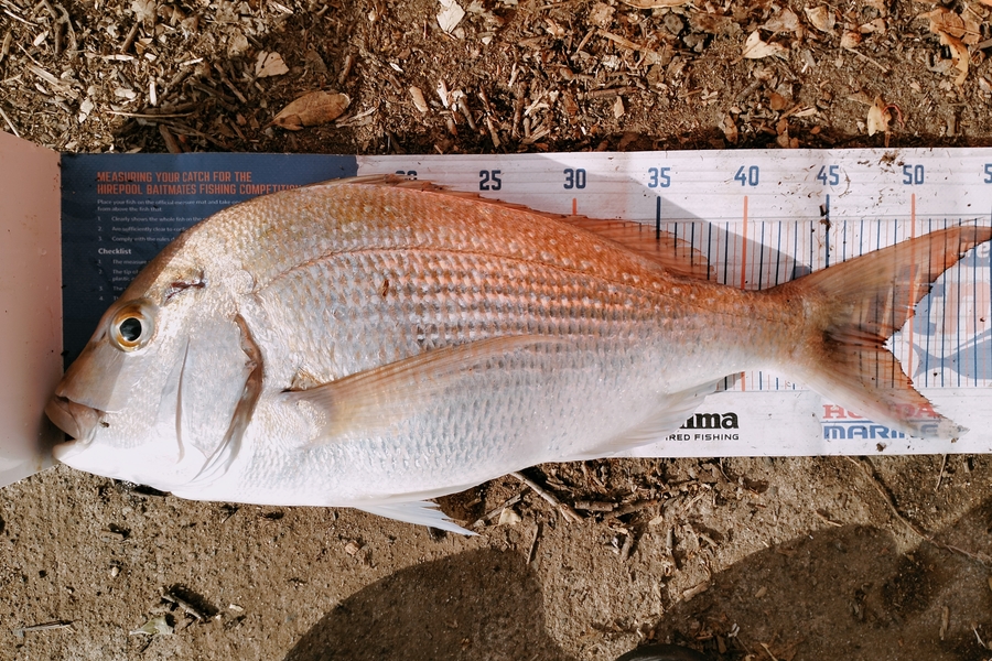 Bailey Cornelder caught this 48.5cm Snapper at Tga during The Export NZ Fishing Competition