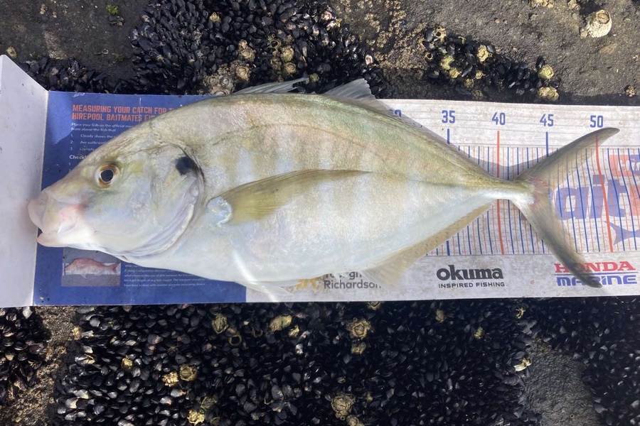 James Farley caught this 45.0cm Trevally at Muriwai  during The Export NZ Fishing Competition