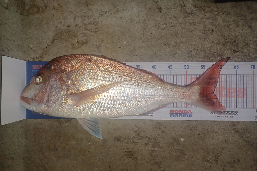 Tristram Hillock caught this 58.0cm Snapper at Tauranga during The Export NZ Fishing Competition