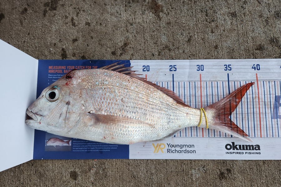 Kent Burnard caught this 34.5cm Snapper at Coromandel  during The Export NZ Fishing Competition
