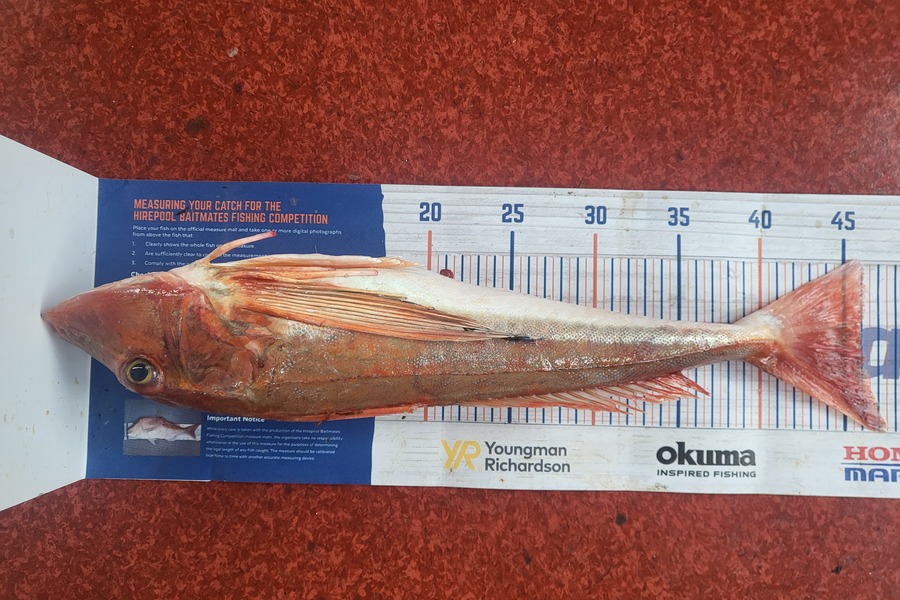 Caleb Clark caught this 47.5cm Gurnard at Moeraki otago  during The Export NZ Fishing Competition