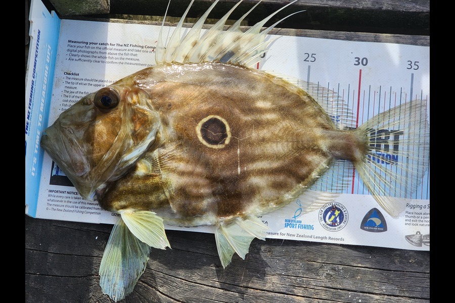 Seb Degroot caught this 37.0cm John Dory at Plimmerton boating club  during The Export NZ Fishing Competition