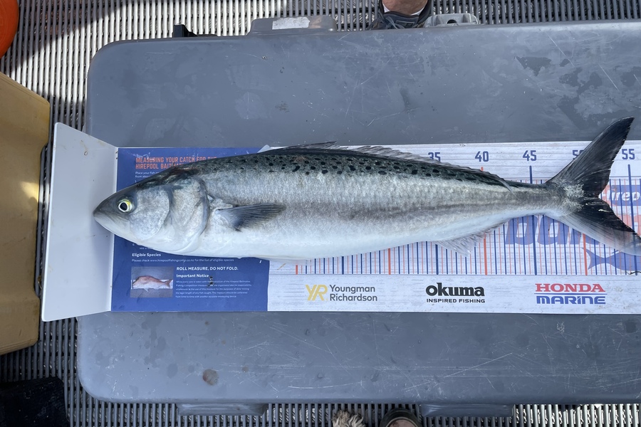 Donna Rider  caught this 51.5cm Kahawai at Kapiti  during The Export NZ Fishing Competition