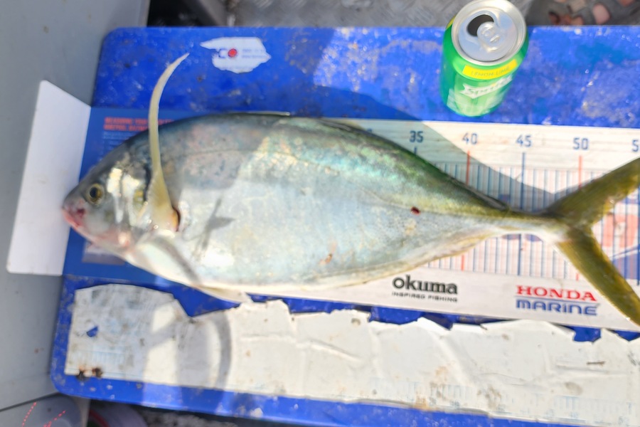 Myles Carson caught this 51.0cm Trevally at Kapiti  during The Export NZ Fishing Competition