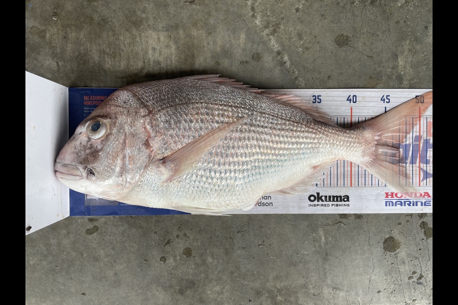 Cho Yun caught this 47.0cm Snapper at Omamari during The Export NZ Fishing Competition