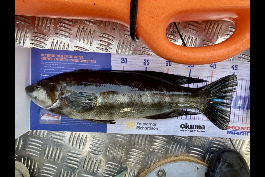 Zhelun Li caught this 45.0cm Butterfish at Tasman bay during The Export NZ Fishing Competition