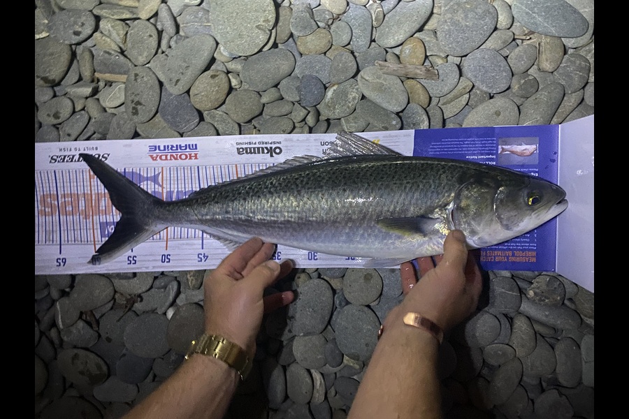 Paul Dunn caught this 55.5cm Kahawai at Waihao box during The Export NZ Fishing Competition