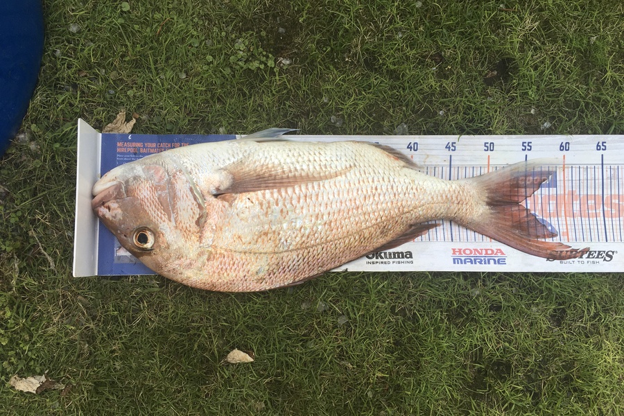 Tony Dodson caught this 54.0cm Snapper at Omaio  during The Export NZ Fishing Competition