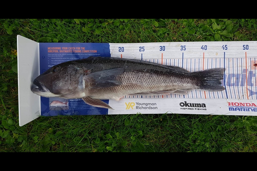 miro mitchell caught this 43.5cm Blue Cod at Durville island during The Export NZ Fishing Competition