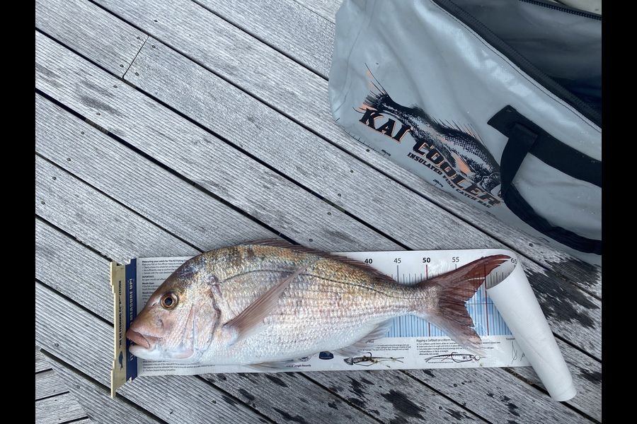 Thomas Skelton caught this 56.0cm Snapper at Whitianga  during The Export NZ Fishing Competition