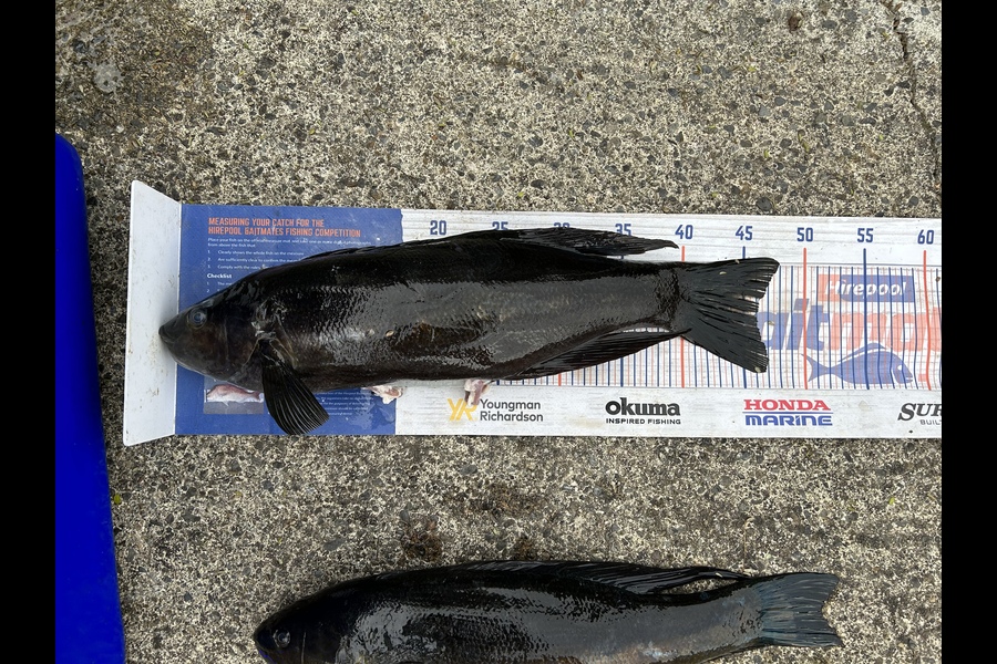Chris Senior caught this 46.0cm Butterfish at Ngawi during The Export NZ Fishing Competition