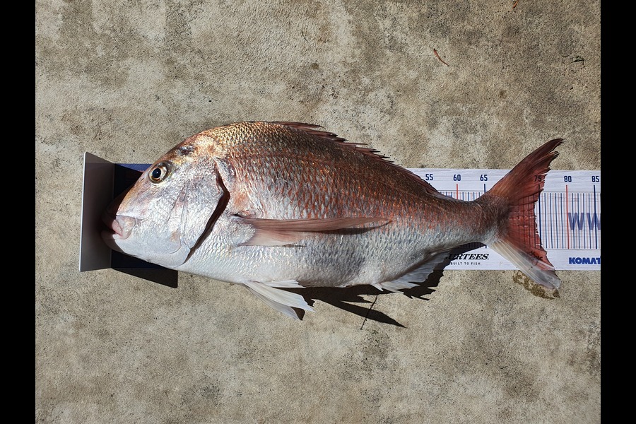Graeme Mckay caught this 74.0cm Snapper at Gisborne during The Export NZ Fishing Competition