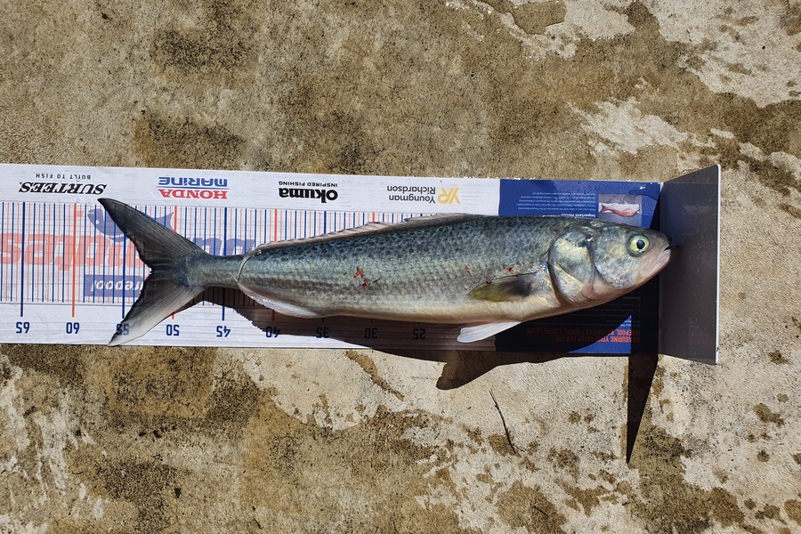 Graeme Mckay caught this 52.0cm Kahawai at Gisborne during The Export NZ Fishing Competition