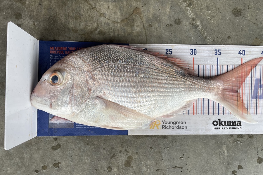 Cho Yun caught this 39.0cm Snapper at Ruakaka  during The Export NZ Fishing Competition