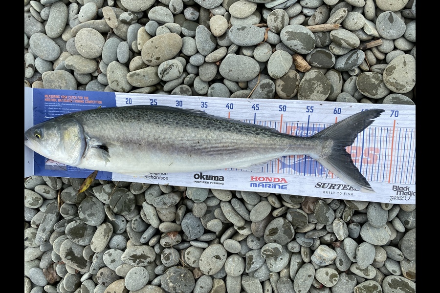 Slade Dunn caught this 61.5cm Kahawai at Waihao Box during The Export NZ Fishing Competition