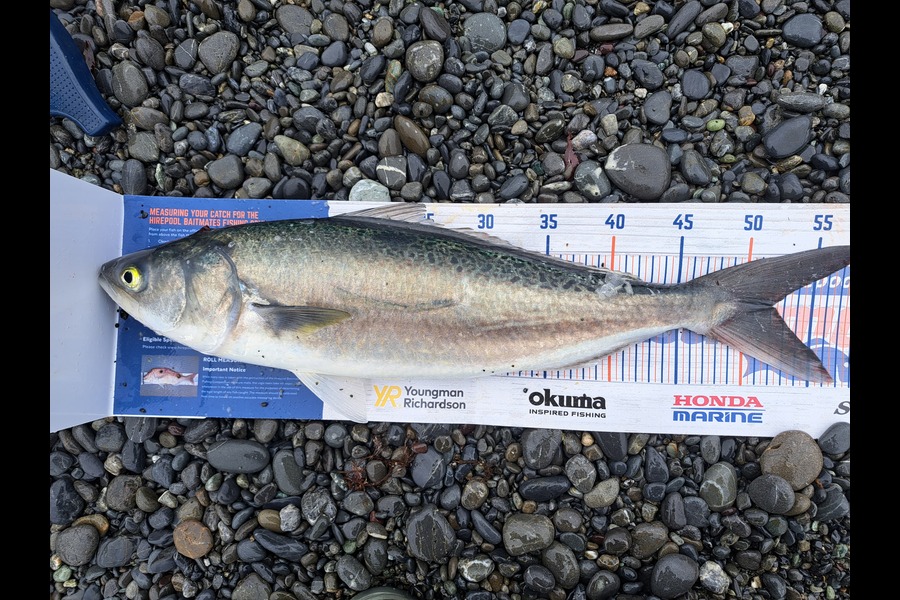Harry Kovacs caught this 52.0cm Kahawai at Wellington South Coast during The Export NZ Fishing Competition