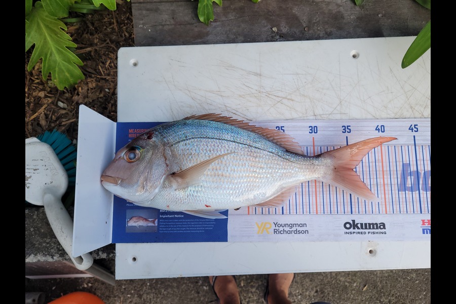 Andrew Church caught this 35.5cm Snapper at Tauranga  during The Export NZ Fishing Competition
