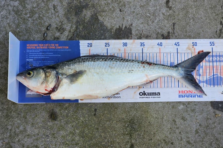 James Hutchen caught this 48.5cm Kahawai at Tora during The Export NZ Fishing Competition