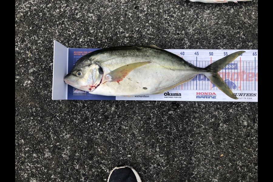 Troy Rosson caught this 52.0cm Trevally at Kapiti during The Export NZ Fishing Competition