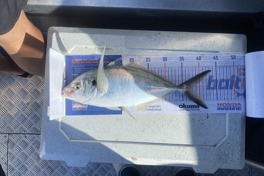 Marno Boshoff caught this 37.5cm Trevally at Whanganui  during The Export NZ Fishing Competition