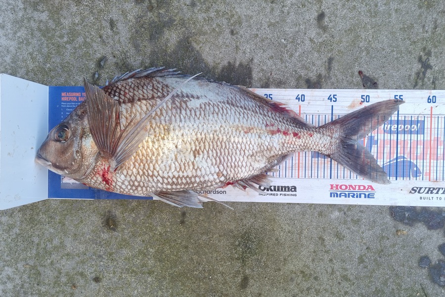 Karl Ewing caught this 49.5cm Tarakihi at Tora during The Export NZ Fishing Competition
