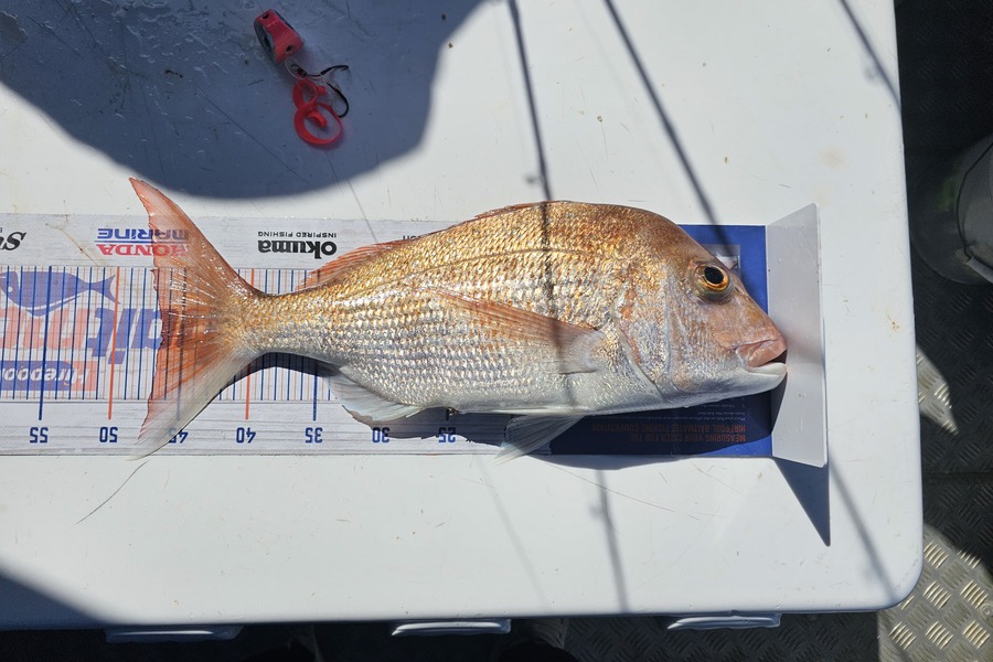 Sabin Arackal caught this 46.5cm Snapper at Auckland during The Export NZ Fishing Competition
