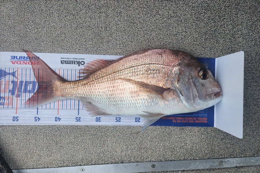 William Reid caught this 45.0cm Snapper at Rangiputa during The Export NZ Fishing Competition