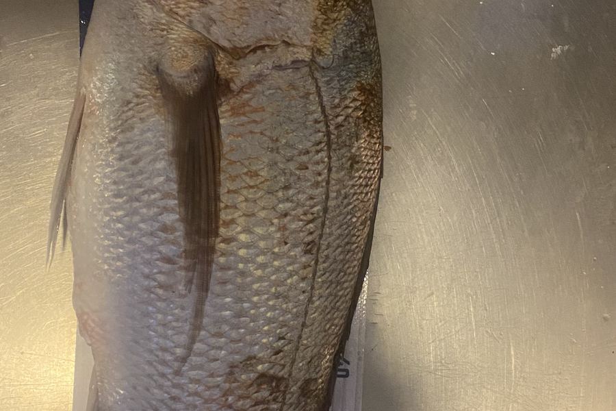 Shawn Beer caught this 64.5cm Snapper at Pauanui during The Export NZ Fishing Competition