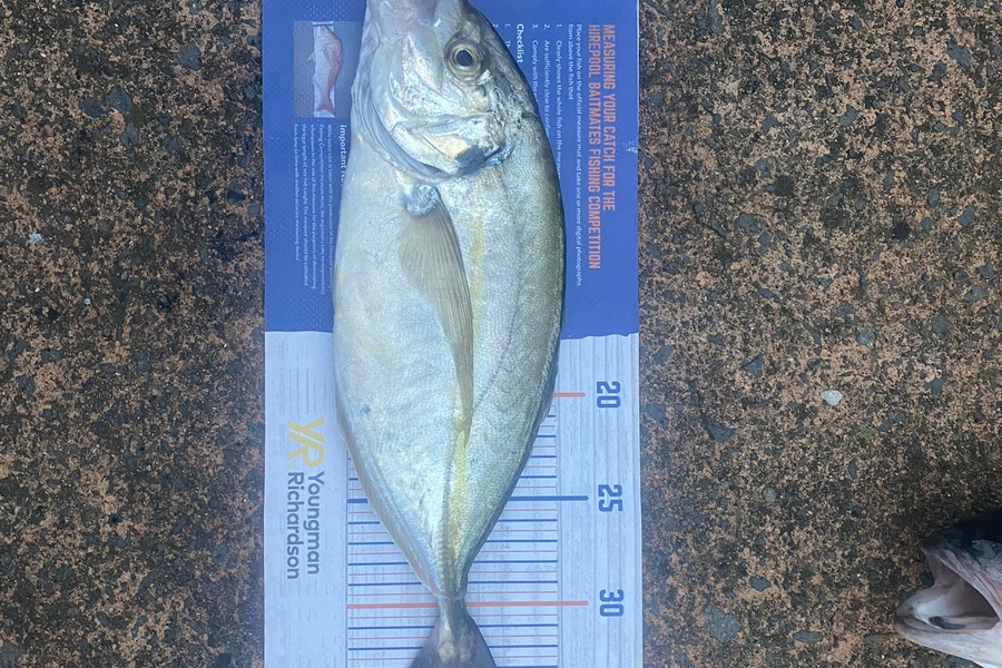 Shawn Beer caught this 33.5cm Trevally at Pauanui  during The Export NZ Fishing Competition