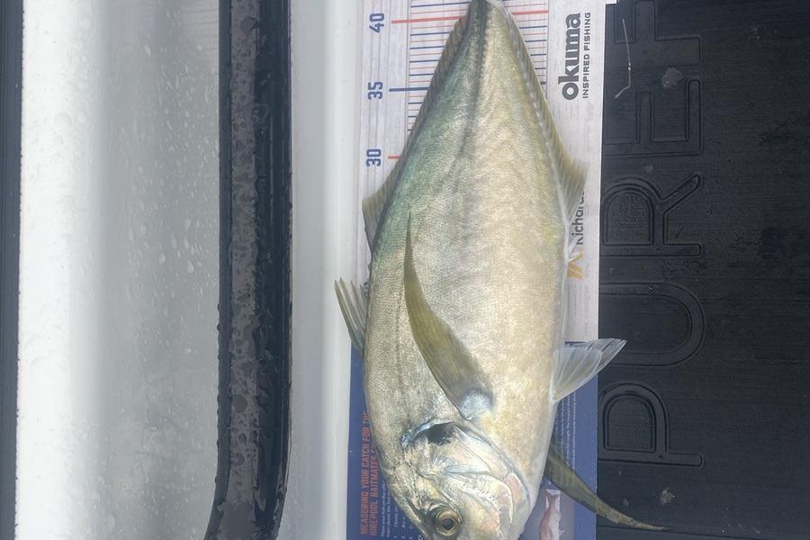 Shawn Beer caught this 46.5cm Trevally at Pauanui  during The Export NZ Fishing Competition