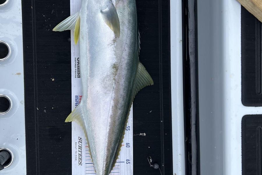 Shawn Beer caught this 79.0cm Kingfish at Pauanui  during The Export NZ Fishing Competition