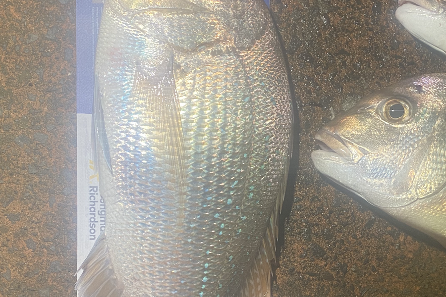 Shawn Beer caught this 50.5cm Snapper at Pauanui  during The Export NZ Fishing Competition