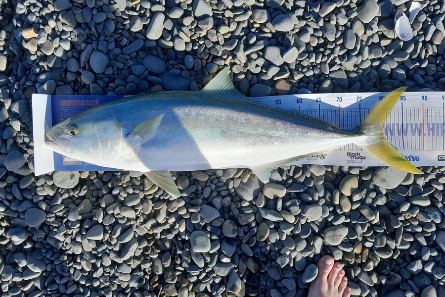 Rhys  Llewellyn  caught this 80.5cm Kingfish at Clive during The Export NZ Fishing Competition