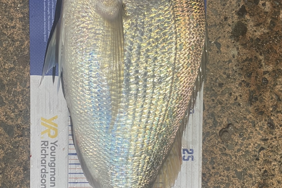 Shawn Beer caught this 38.0cm Snapper at Pauanui  during The Export NZ Fishing Competition