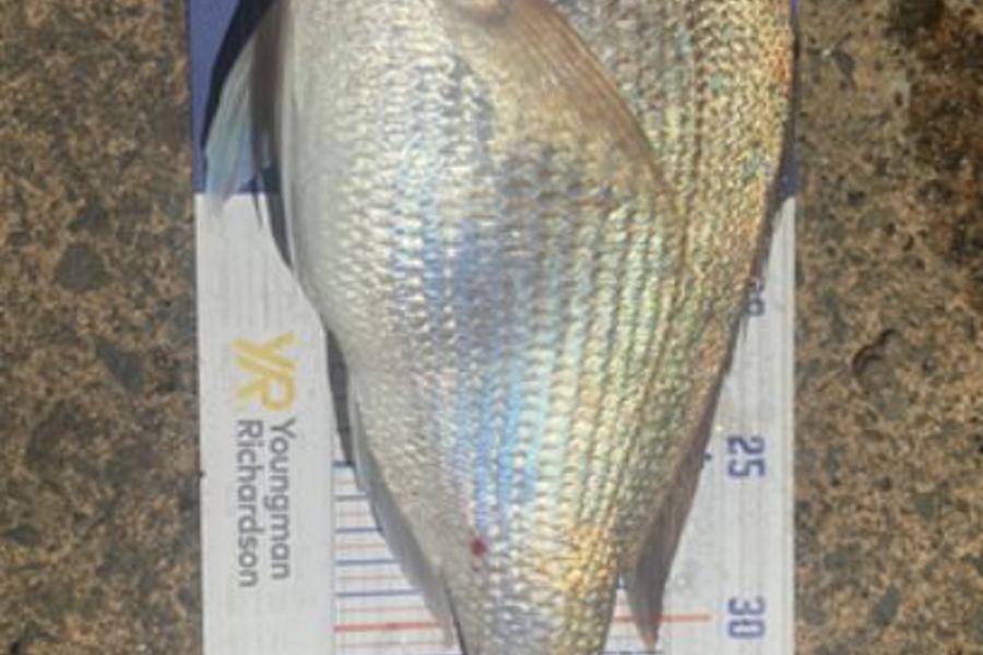 Shawn Beer caught this 39.0cm Snapper at Pauanui  during The Export NZ Fishing Competition