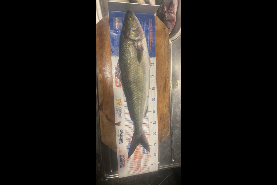 Shawn Beer caught this 53.5cm Kahawai at Pauanui  during The Export NZ Fishing Competition