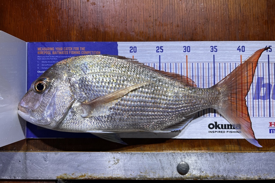 Shannon Millar caught this 40.5cm Snapper at Papamoa Beach during The Export NZ Fishing Competition