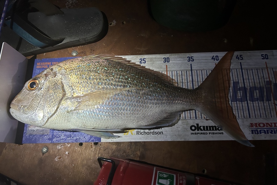 Blair Brookbanks caught this 41.5cm Snapper at Papamoa Beach during The Export NZ Fishing Competition