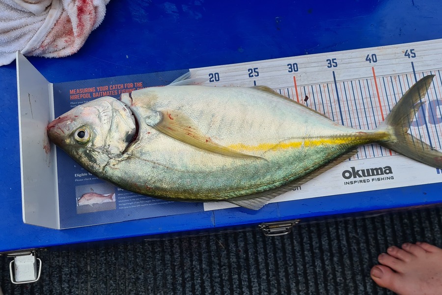 Nick Carter caught this 42.5cm Trevally at Tauranga during The Export NZ Fishing Competition