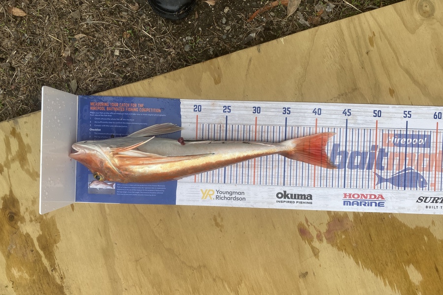 Brody Mitchell caught this 41.5cm Gurnard at Tasman bay during The Export NZ Fishing Competition