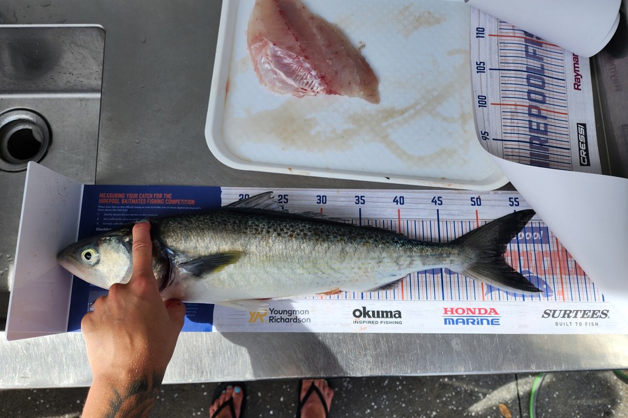 Stuart Holly caught this 52.5cm Kahawai at Ohope during The Export NZ Fishing Competition