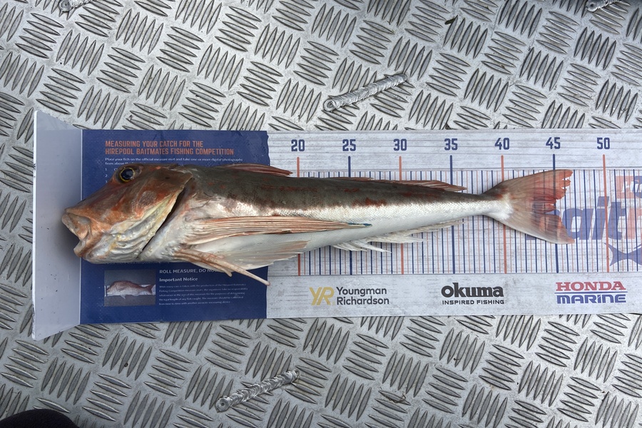 Cain Manley caught this 44.5cm Gurnard at Bowentown during The Export NZ Fishing Competition