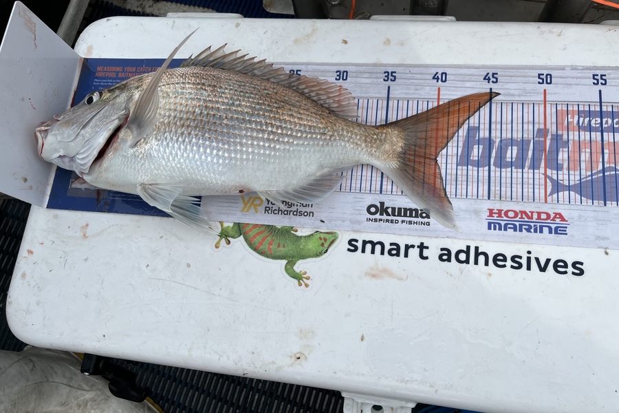 Vanessa Lovett caught this 40.0cm Snapper at Hawke’s Bay  during The Export NZ Fishing Competition