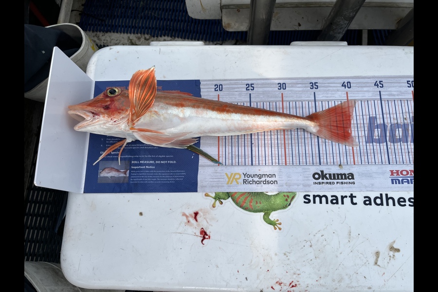 Vanessa Lovett caught this 39.5cm Gurnard at Hawke’s Bay  during The Export NZ Fishing Competition
