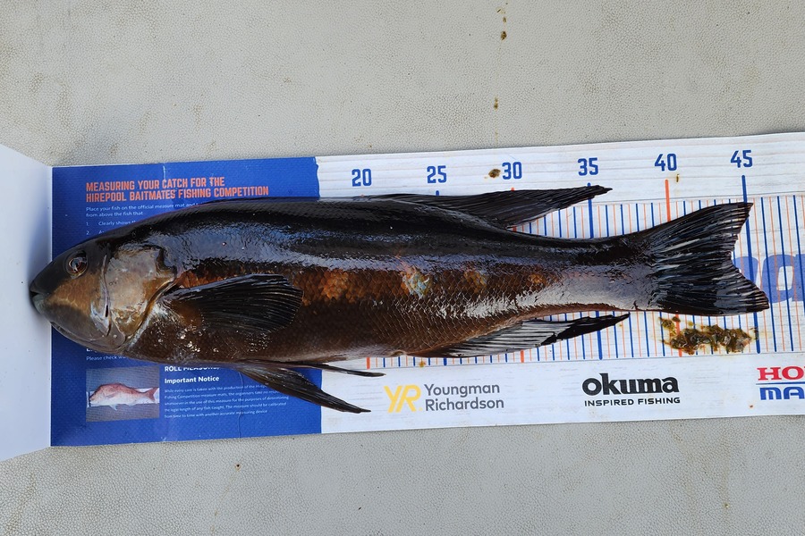 Nick Prinsloo caught this 43.5cm Butterfish at Bluff during The Export NZ Fishing Competition