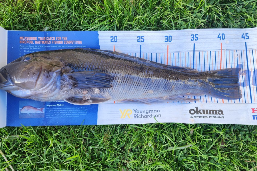 Nick Prinsloo caught this 43.0cm Blue Cod at Bluff during The Export NZ Fishing Competition