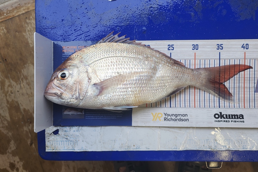 Myles Carson caught this 35.5cm Snapper at Kapiti  during The Export NZ Fishing Competition