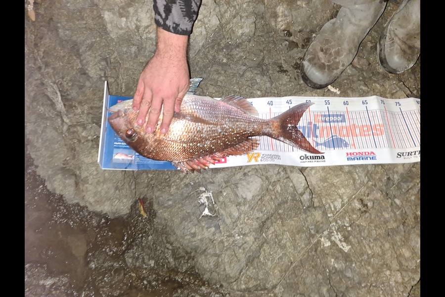 Daniel Fobbester caught this 46.0cm Snapper at Northland during The Export NZ Fishing Competition