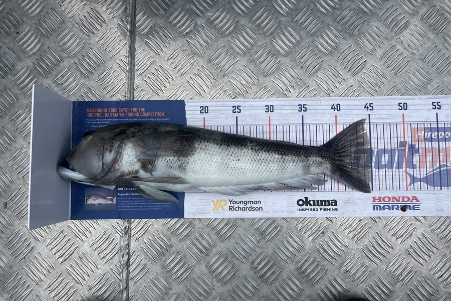 Brook Carr caught this 45.0cm Blue Cod at Moeraki  during The Export NZ Fishing Competition