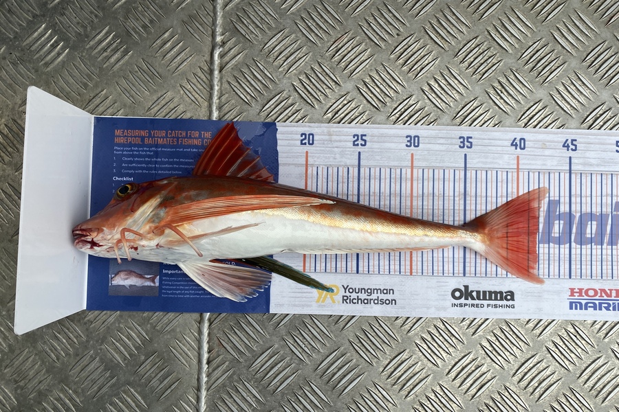 Scott Marriott caught this 41.5cm Gurnard at Mana during The Export NZ Fishing Competition